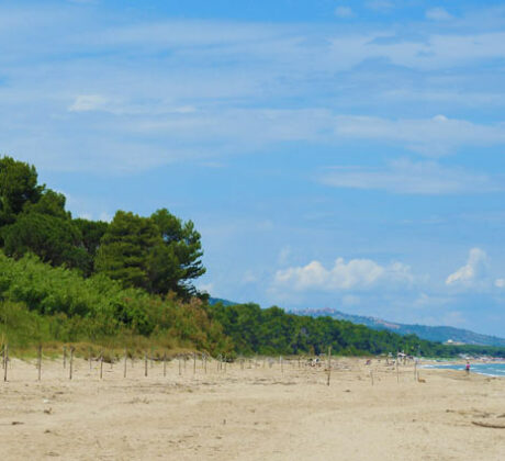 Pineto