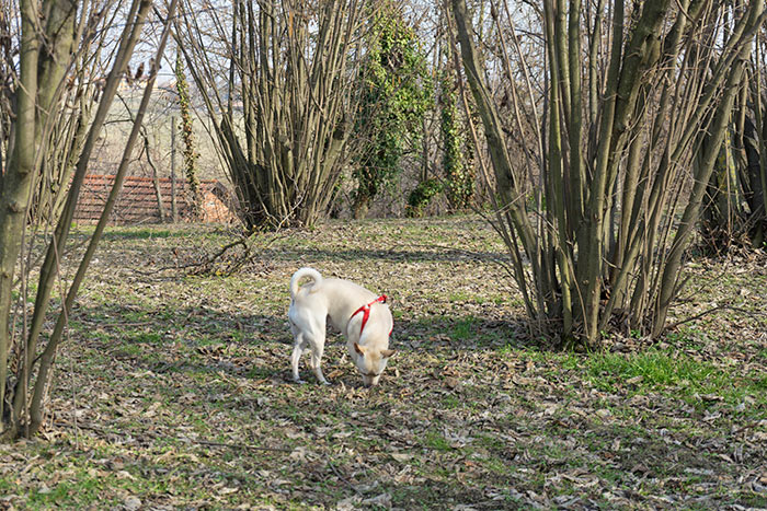 Trüffeljagd im Piemont