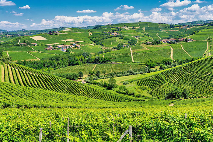 Weinberge im Piemont