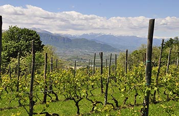 Weingut in Piemont 