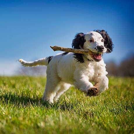 Urlaub mit Hund in Italien