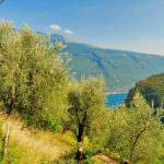 Gardasee - Olivenplantage