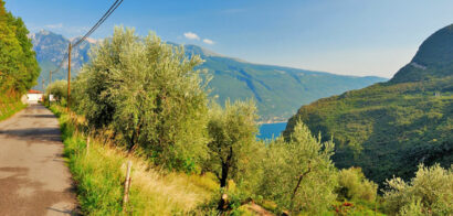 Gardasee - Olivenplantage