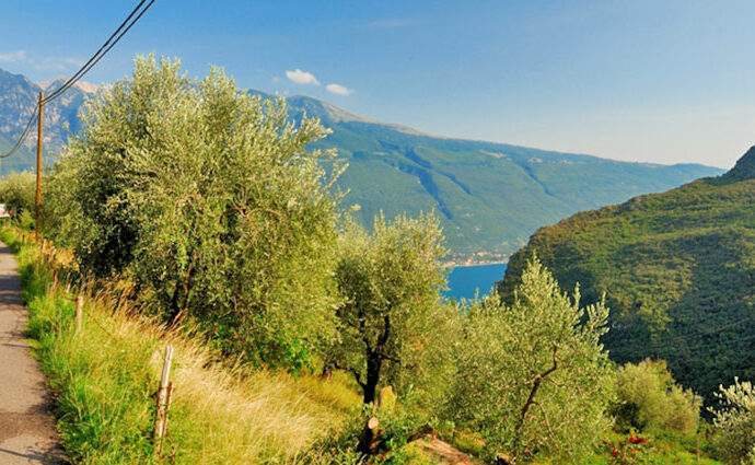 Gardasee - Olivenplantage
