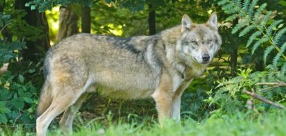 Wildpark Introd