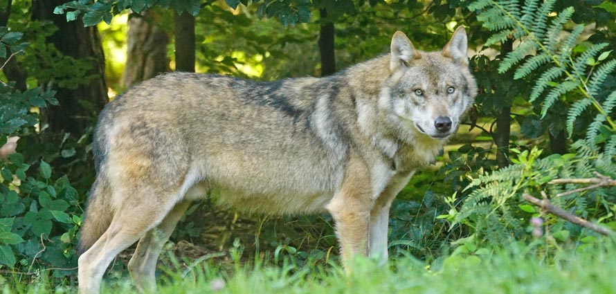 Wildpark Introd