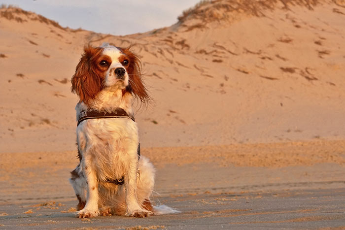 Urlaub mit Hund in Italien - Cavalier King Chales am Strand 