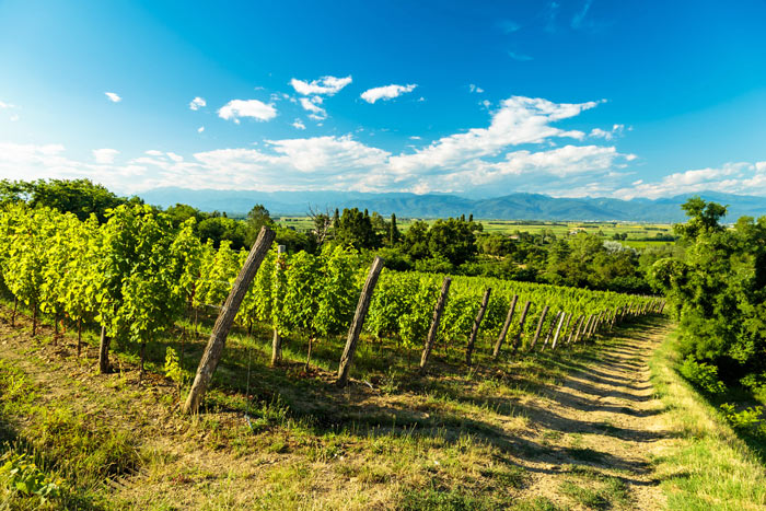 Weinanbau in Friaul-Julisch Venetien Weinanbau in Friaul-Julisch Venetien